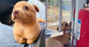 Cucciolo viene adottato a lavoro il suo unico compito è quello di diffondere felicità e amore