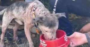 Cucciolo viene salvato da un attivista che gli dona una nuova vita (VIDEO)