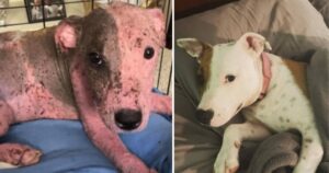 Cucciolo sepolto vivo in una spiaggia ora si gode la vita con la sua famiglia adottiva