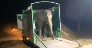Elefante assaggia finalmente la libertà dopo 46 anni di abusi e maltrattamenti (VIDEO)