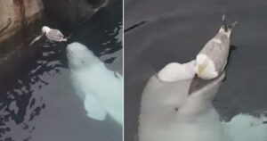 A questo gabbiano non importa di essere mangiato da una balena beluga (VIDEO)