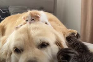 Dei gattini cuccioli adorano disturbare e coccolare il cagnolone di casa (VIDEO)
