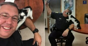 gatto trova una nuova casa nella stazione di polizia