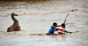 Giraffa che stava annegando viene salvata dal fiume popolato dai coccodrilli dagli abitanti del villaggio