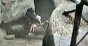 Binti Jua il gorilla che aiutò il bambino caduto nel recinto e mostrò al mondo la bontà degli animali (VIDEO)