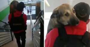 guardia porta fuori il cane dal negozio prendendolo in braccio