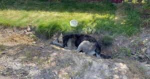 L’husky aveva piagnucolato nel fosso tutta la notte perché non riusciva a rimettersi in piedi