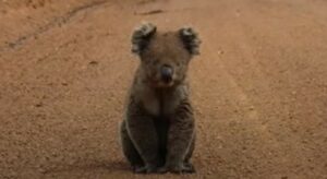 Koala spaventato chiede aiuto a delle persone che passavano per caso (VIDEO)