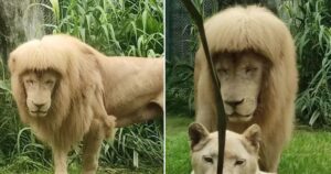 Leone con taglio anni ottanta a causa dell’umidità che gli gonfiava i “capelli”