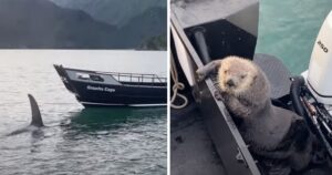 Lontra sfugge dall’attacco dell’orca cercando riparo sopra la barca dell’uomo (VIDEO)