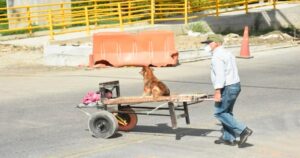nonno porta il suo cane sopra la carriola a lavoro