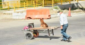 Nonno porta il suo cucciolo su una carriola per accompagnarlo a lavoro