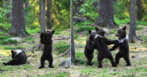 Fotografa tre orsetti che ballano in mezzo alla foresta. Pensava si trattasse della sua immaginazione