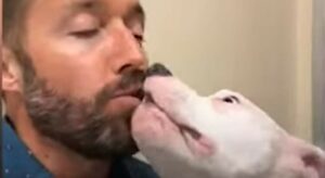 La Pit Bull Maple ha trovato un uomo che ha deciso di salvarla e di darle una seconda chance (VIDEO)