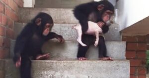 cagnolino randagio viene accudito dagli scimpanzé