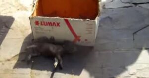 Trovano un cucciolo che fa i suoi ultimi respiri vicino a una scatola di cartone (VIDEO)