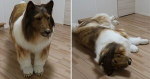 Uomo spende più di 15.000 dollari per somigliare a un cane