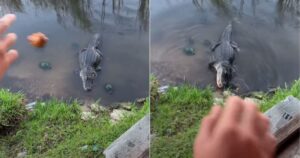 Tartaruga emerge dal lago per rubare del cibo all’alligatore, andando via come se nulla fosse (VIDEO)