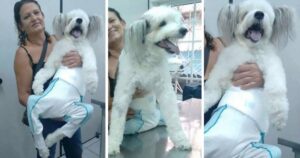 veterinario si commuove quando vede un cane paraplegico