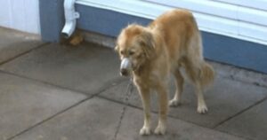 Coppia osserva i vicini che maltrattano il loro Golden Retriever, fino a quando non ne possono più