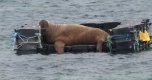 Donano a Wally un divano galleggiante per impedirgli di affondare le navi