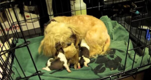 Cane abbandonato viene separato dai cuccioli, fortunatamente possono riunirsi amorevolmente