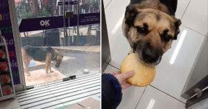 Cucciolo randagio aspetta fuori da un negozio per chiedere del cibo (VIDEO)