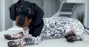 Cucciolo di cane con il corpo da mucca sta guadagnando fama con il suo look unico