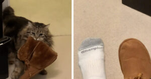 Gattina porta le pantofole alla sua proprietaria