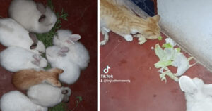 Gattino cresce con i conigli e sorprende i suoi proprietari mangiando la lattuga