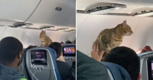 Gatto scappa in aereo e cammina tra i turisti