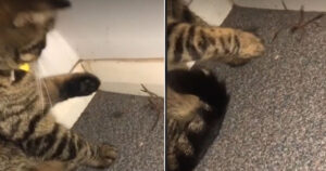 Filma il suo gattino mentre gioca con un ragno fino a quando non glielo lancia in faccia (VIDEO)
