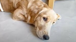 Il Golden Retriever Domi è molto intelligente e i suoi umani lo hanno voluto dimostrare al mondo del web (VIDEO)