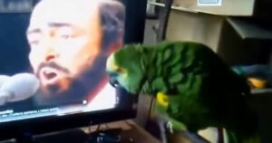 Pappagallo vede Pavarotti in Tv e reagisce improvvisamente quando lo sente cantare (VIDEO)
