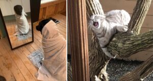 15 Foto di animali catturati in momenti super drammatici