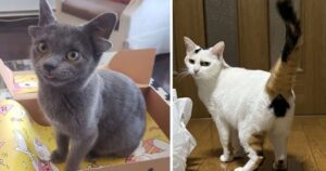 12 Foto di animali dall’aspetto insolito che non incontrerai due volte