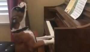 Un Boxer compositore di musica ha deciso di allietare i propri ospiti con una performance (VIDEO)