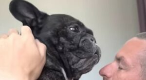 Un Bulldog francese è felicissimo perché sa che a breve c’è il momento del pasto (VIDEO)