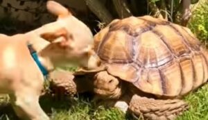 Il cagnolino Skippy ha come migliore amica una tartaruga di nome Tilly (VIDEO)
