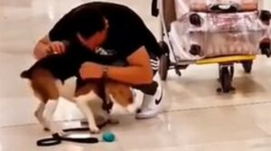 Un cagnolino impazzisce di gioia non appena rivede il suo amato proprietario (VIDEO)