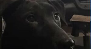 Il cagnolino nero Kala ama trascorrere il tempo con la sua nuova famiglia (VIDEO)