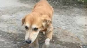 Un cagnolino randagio rosso è riuscito a trovare la gioia di vivere dopo tanta sofferenza (VIDEO)