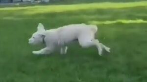 Un cagnolone accaldato non si arrende ed entra in piscina per un bagno (VIDEO)