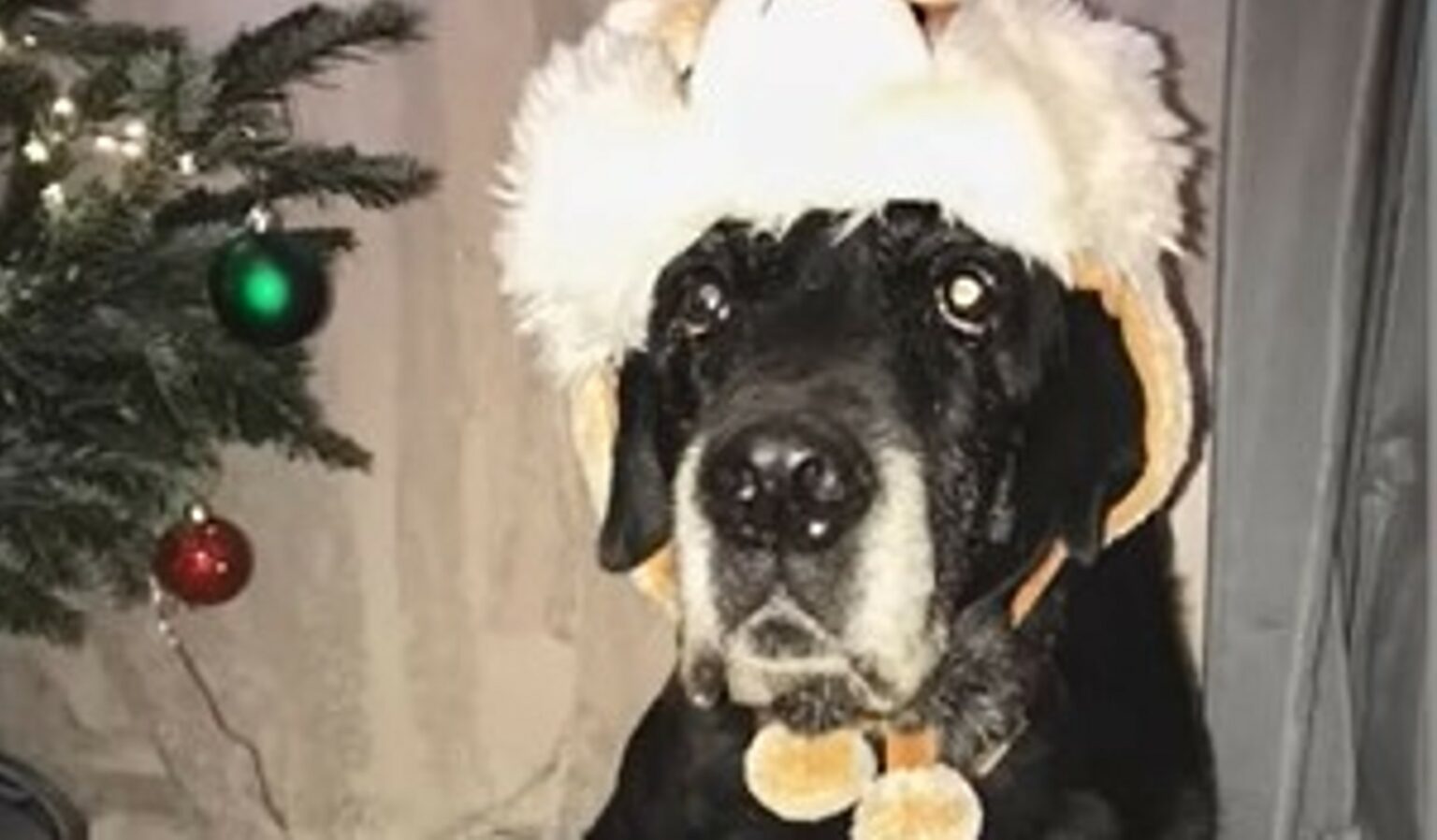 Urna Portachiavi Per Ceneri Animali - Leggero In Lega Alluminio | Ricordo Animali Domestici - Foto 10