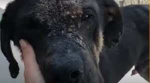 Un cagnolone randagio e sofferente riesce finalmente a trovare un po’ di amore (VIDEO)