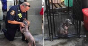 Cucciolo di pitbull trova la felicità dopo essere stato salvato e adottato da un vigile del fuoco