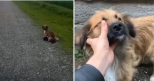 Cagnolino randagio chiede aiuto per i suoi cuccioli esausti