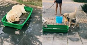 Cucciolo costringe gli altri cani a bagnarsi nella sua vasca, pensa che si debbano divertire come lui (VIDEO)