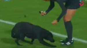 Labrador Retriever invade il campo durante una partita di calcio femminile (VIDEO)