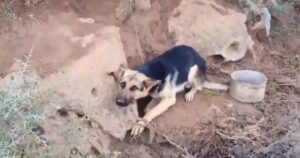 Soccorritori e polizia scoprono un cucciolo spaventato e maltrattato incatenato a un albero in mezzo al nulla